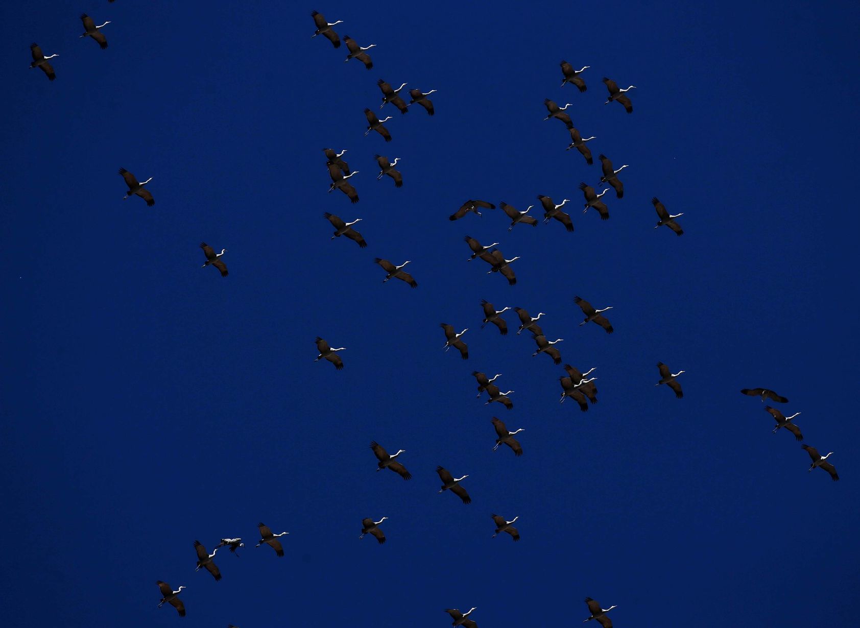 2018 Wings over Willcox